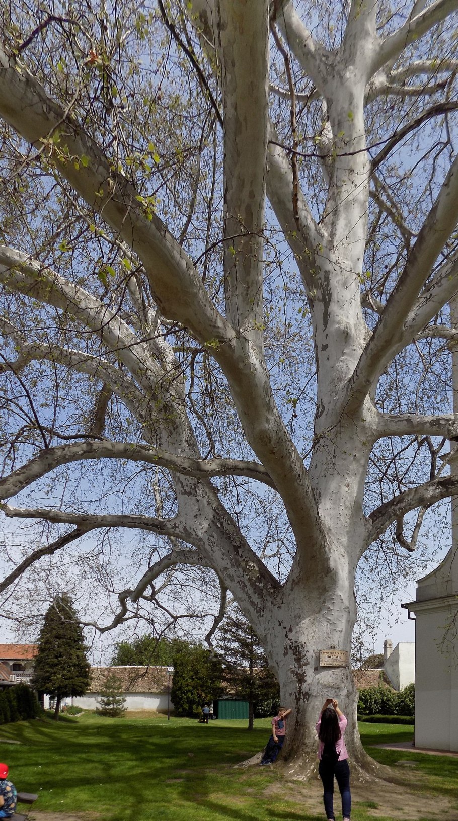 Платан в Воронцовском Дворце