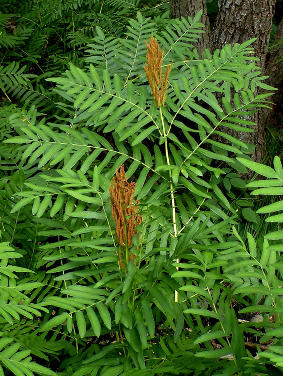 Osmunda regalis