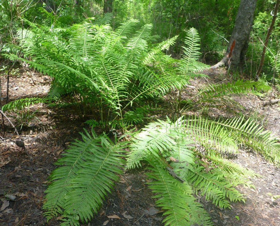 Osmunda cinnamomea