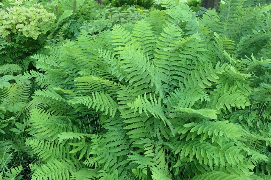 Japonica сафари