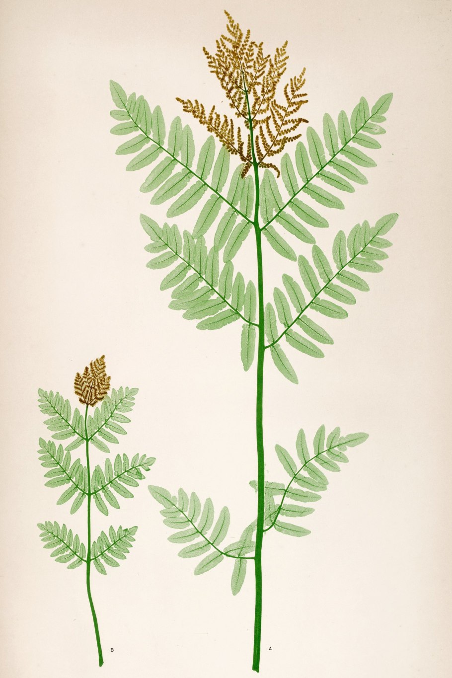 Осмунда клейтониана 'Osmunda claytoniana'