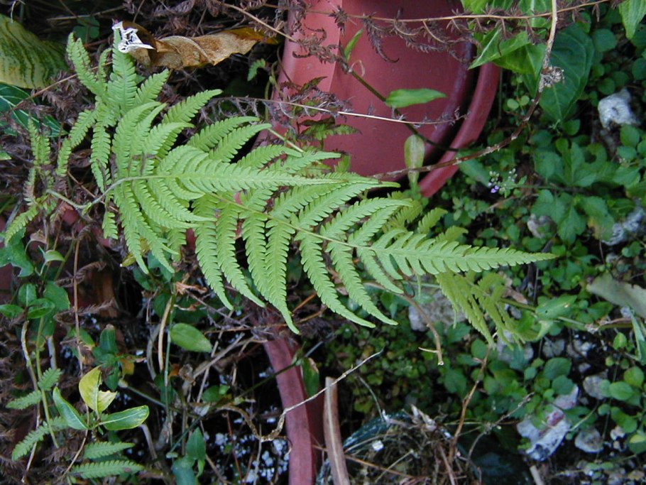 65. Осмунда азиатская Osmunda cinnamomea