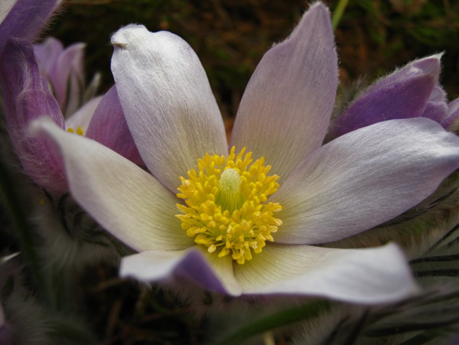 Прострел раскрытый