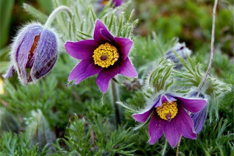Прострел обыкновенный (Pulsatilla vulgaris)