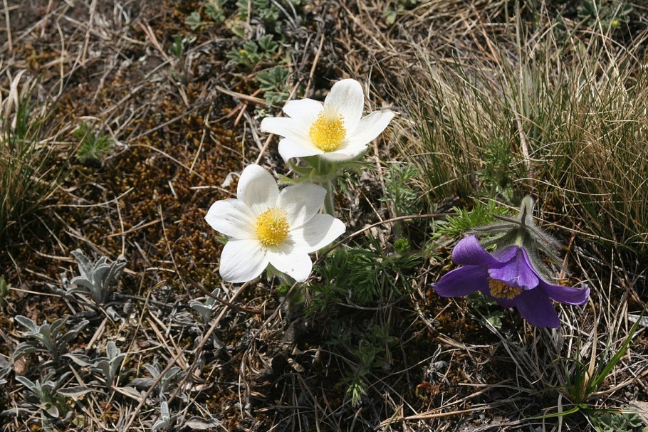 Пульсатилла цветок