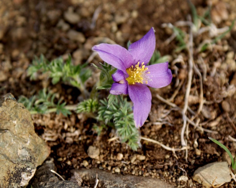 Прострел гибриды растений