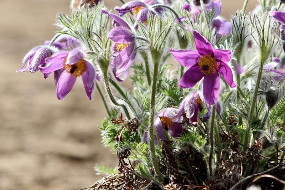 Прострел - сон трава