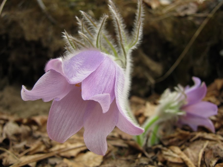 Прострел Пульсатилла