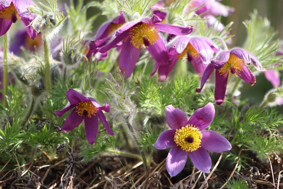 Прострел обыкновенный Прима