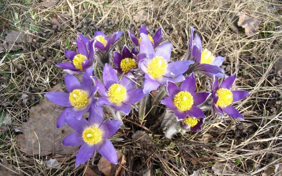 Прострел флавесценс желтеющий