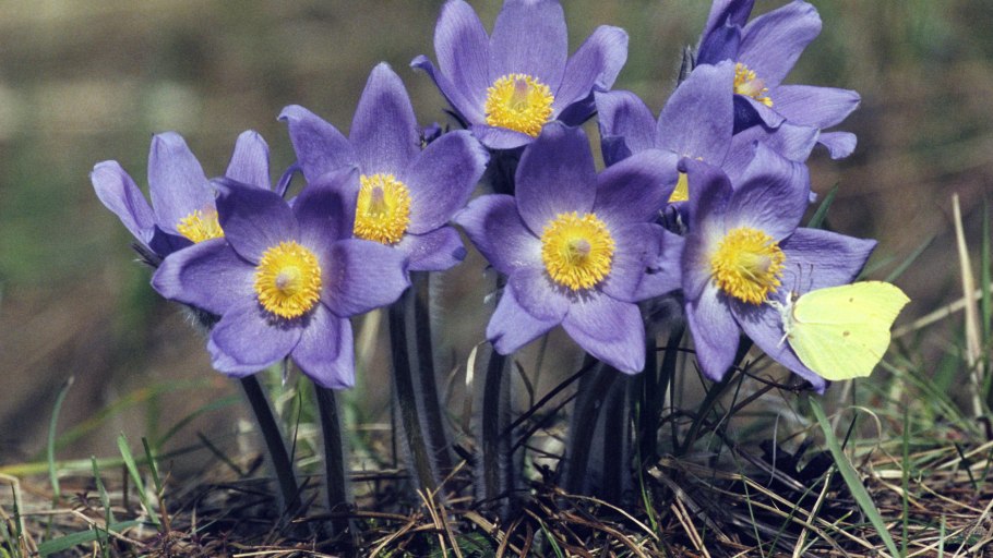 Прострел обыкновенный Pulsatilla vulgaris rubra