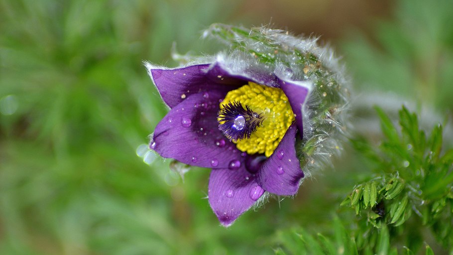 Прострел обыкновенный Рубра