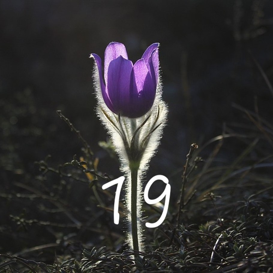 Прострел Турчанинова Pulsatilla turczaninovii Kryl. Et Serg.