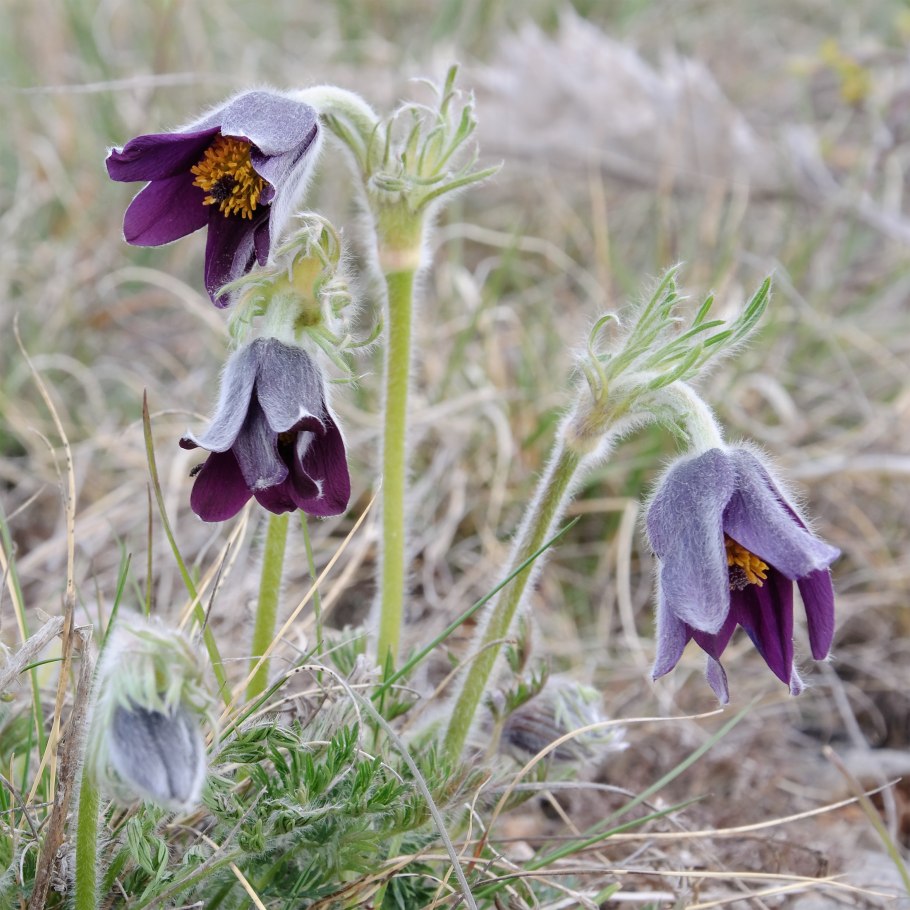 Anemone Pulsatilla rouge rubra