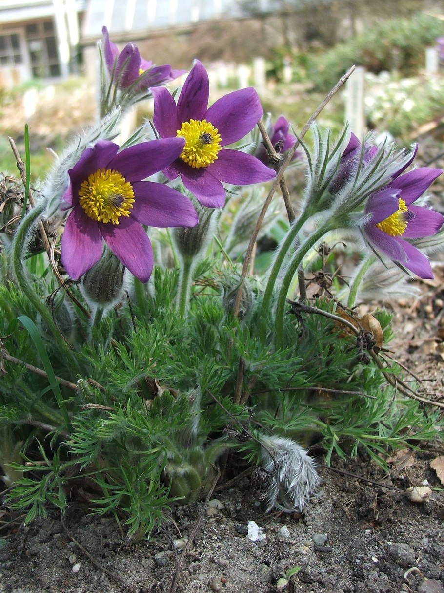 Прострел обыкновенный (Pulsatilla vulgaris &#96;Blue Violet&#96;)