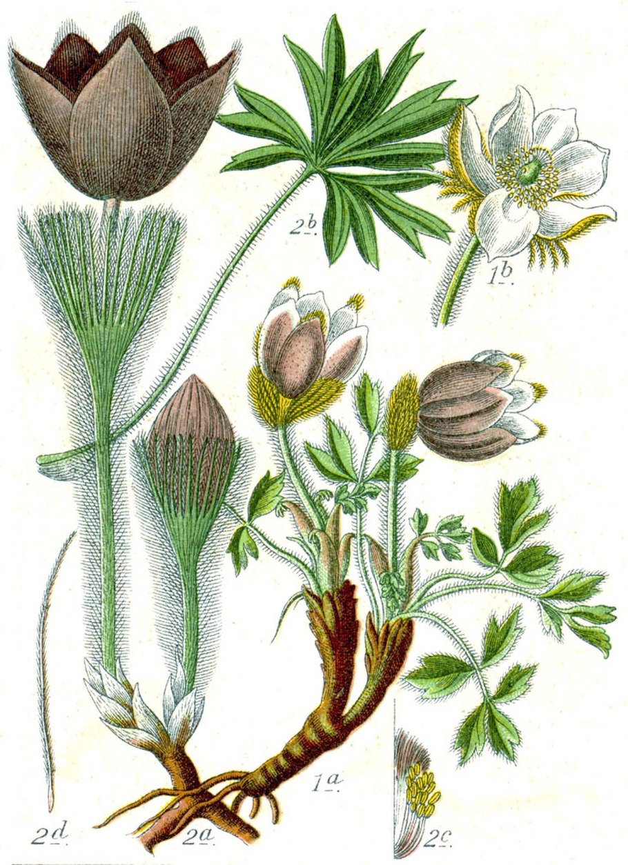 Прострел желтеющий Pulsatilla flavescens