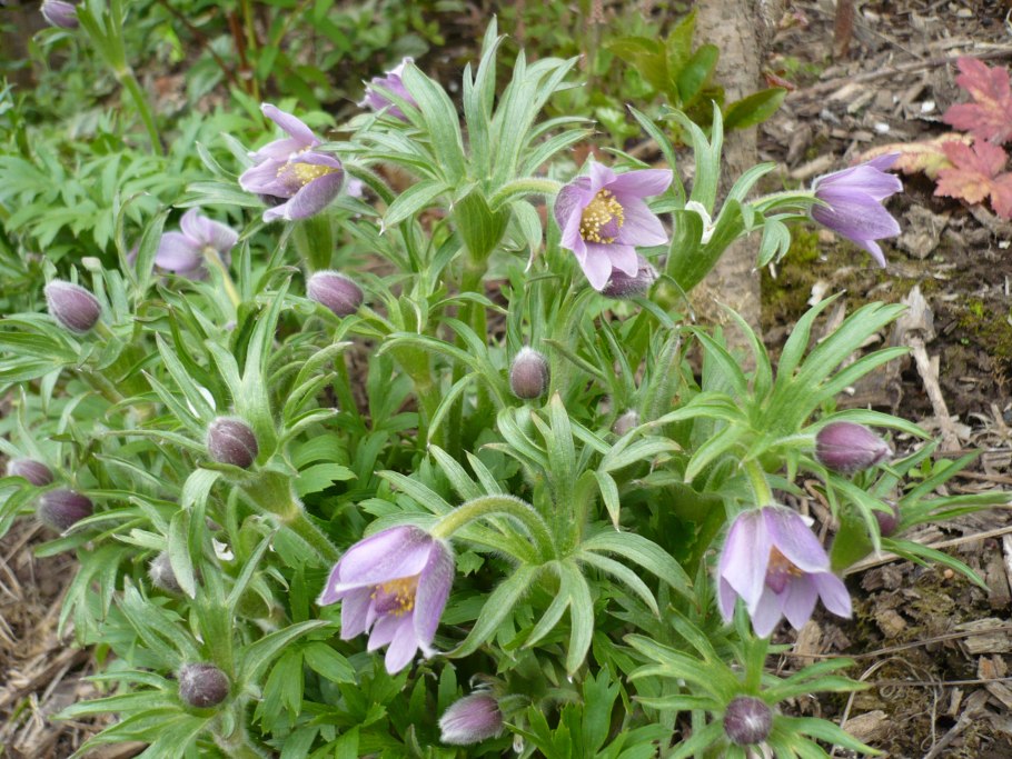 Прострел обыкновенный сон-трава