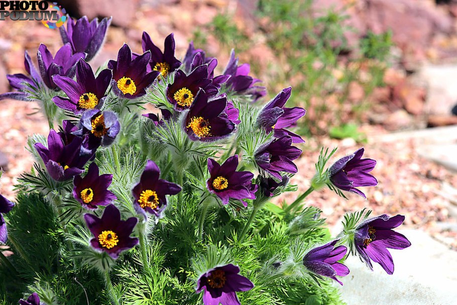 Прострел - сон трава