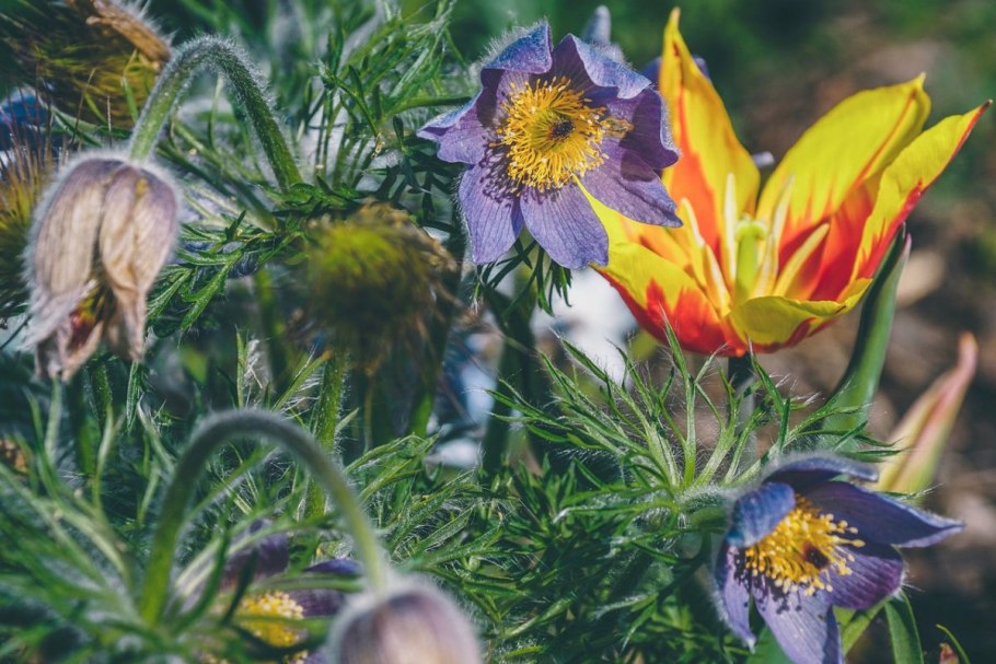 Прострел Луговой