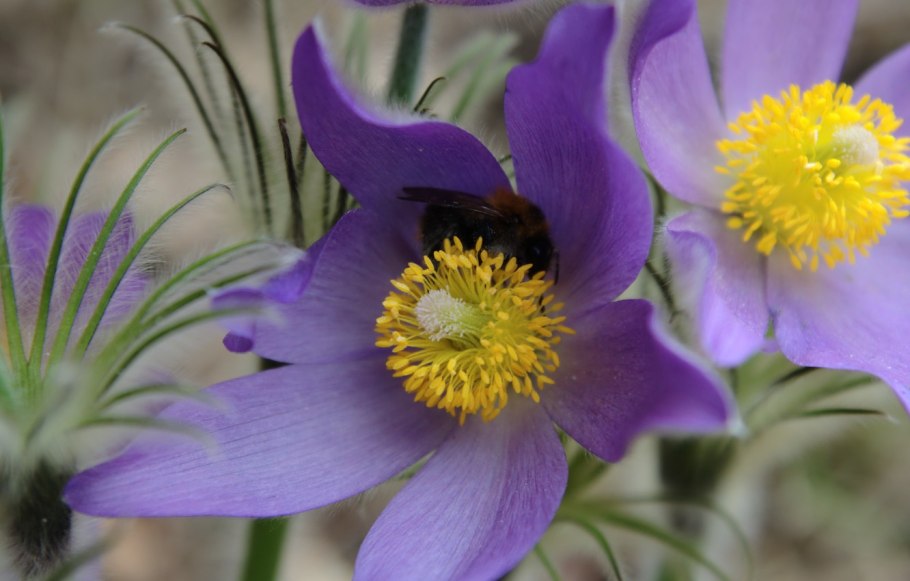Прострел горный Pulsatilla Montana