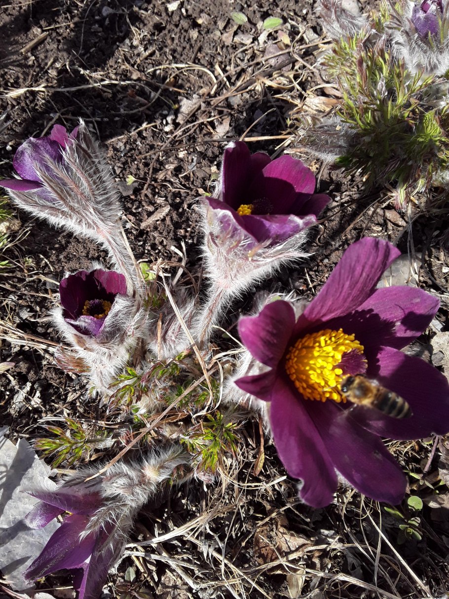 Прострел Галлера