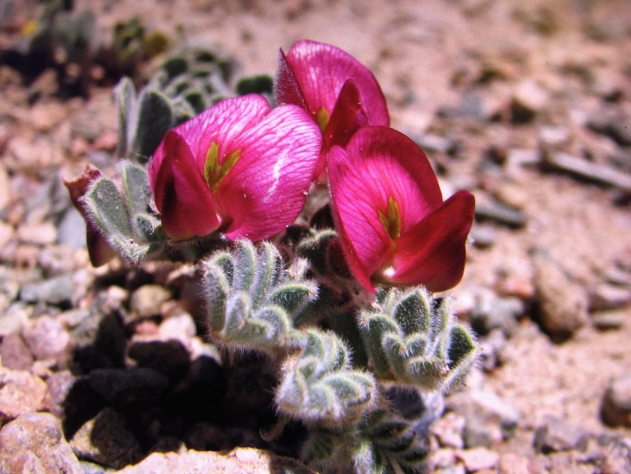 Исчезающие растения Азии