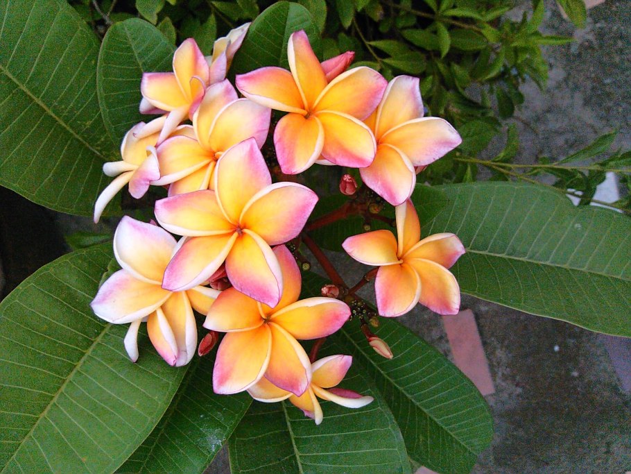 Флора Тайланда