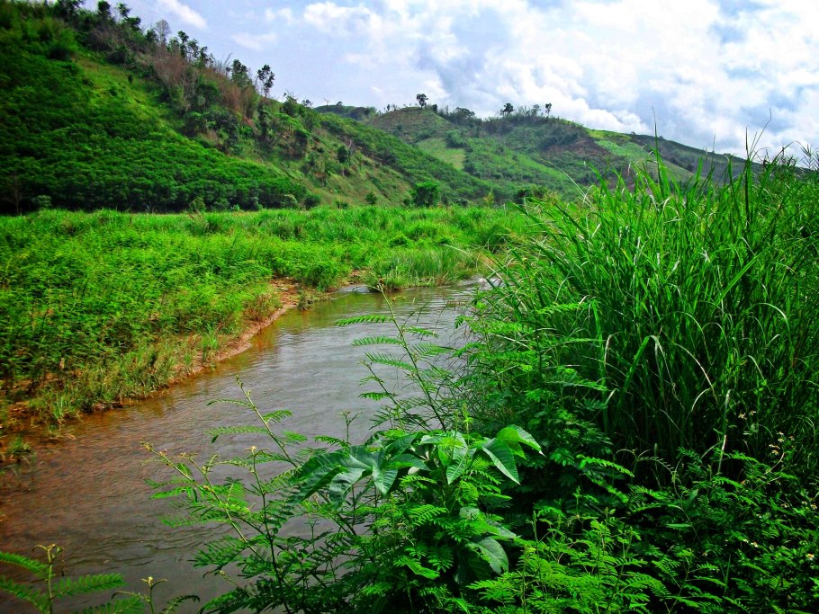 Чунцин тропические джунгли
