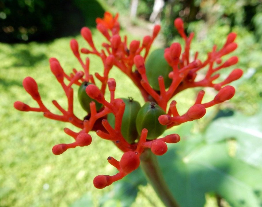 Кудрявый цветок Вьетнам