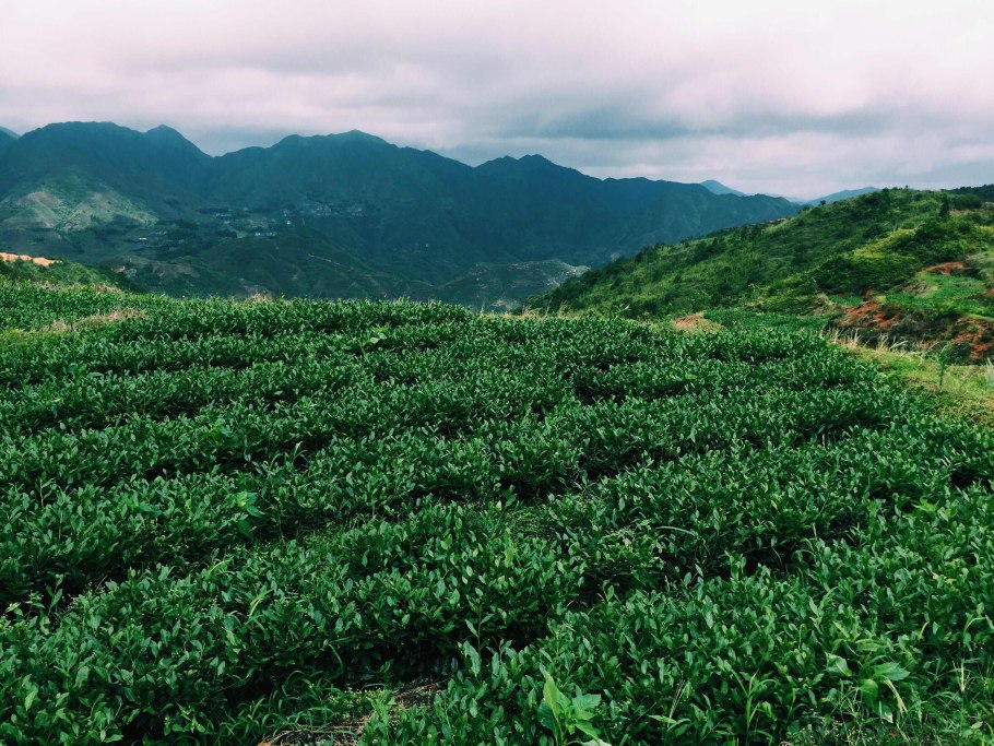 Чайные плантации Хоста