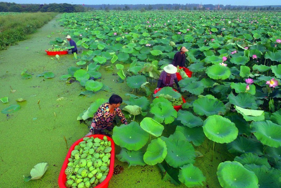 Субтропики папоротник Румыния