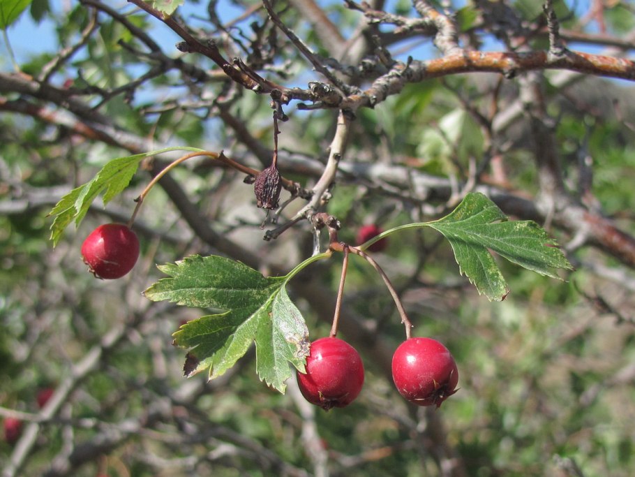 Crataegus flabellata
