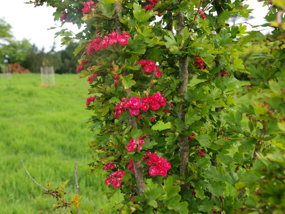 Боярышник обыкновенный дерево