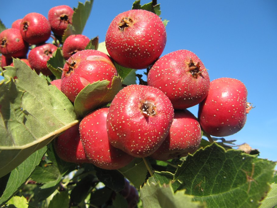 Боярышник крупноплодный райское яблочко