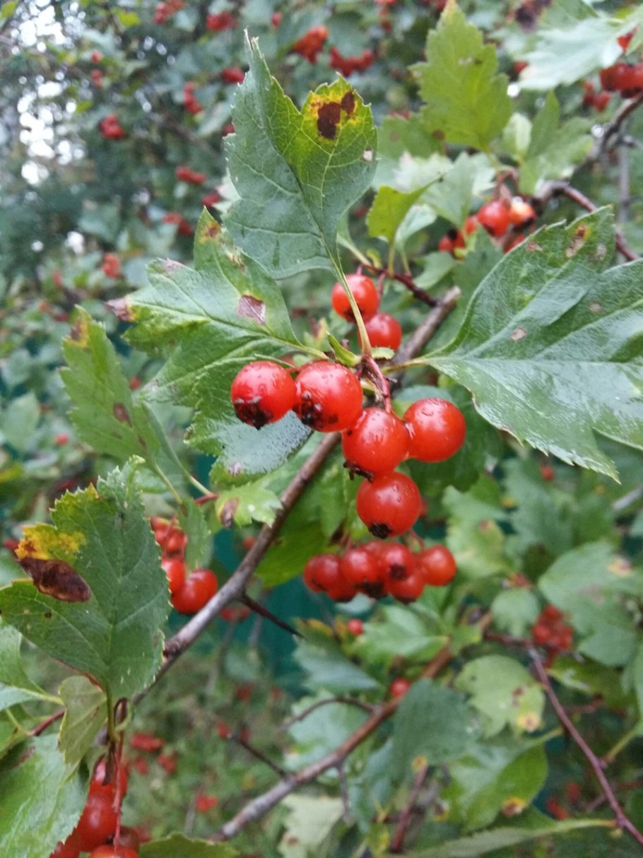Боярышник кроваво-красный Crataegus sanguinea