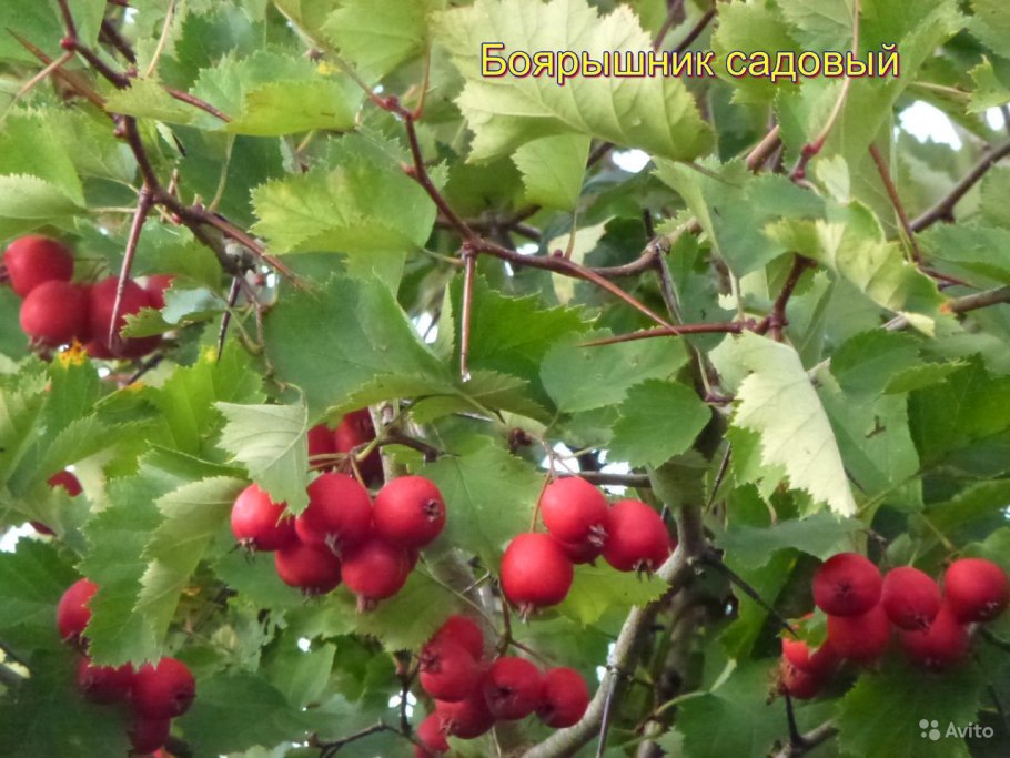 Боярышник крупноплодный красный