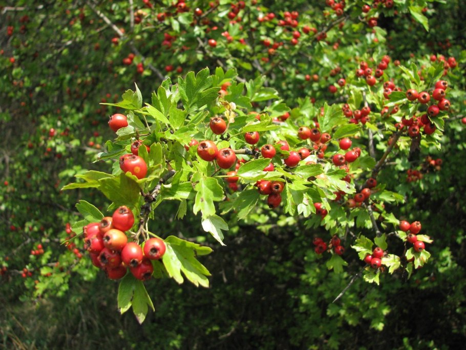 Боярышник Арнольда Crataegus arnoldiana