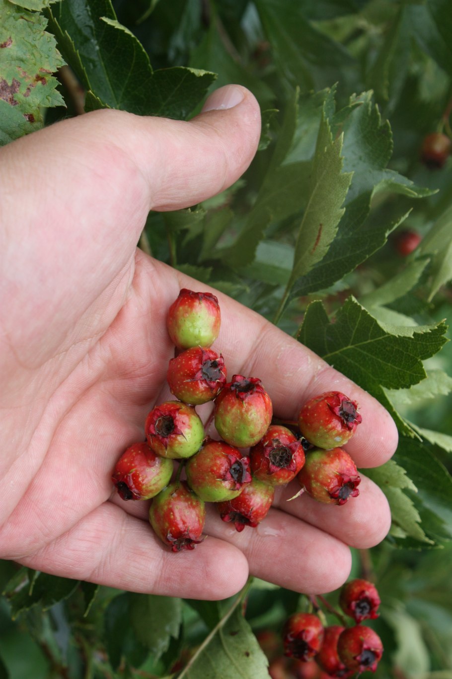 Боярышник мягковатый - Crataegus submollis