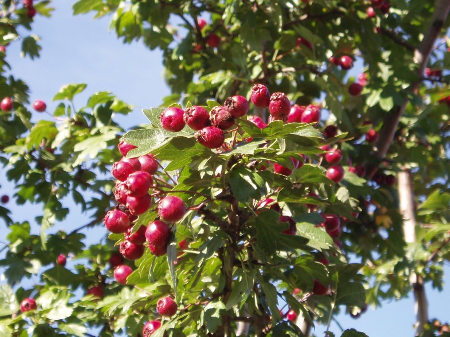Боярышник Максимовича (Crataegus maximowiczii)
