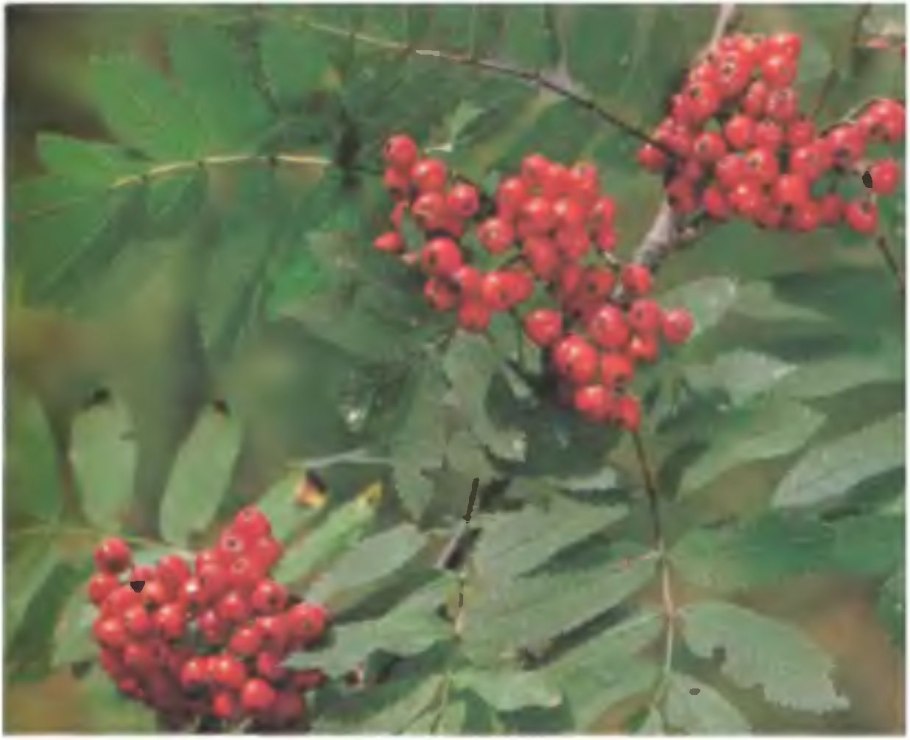 Гравилат городской (Geum urbanum)