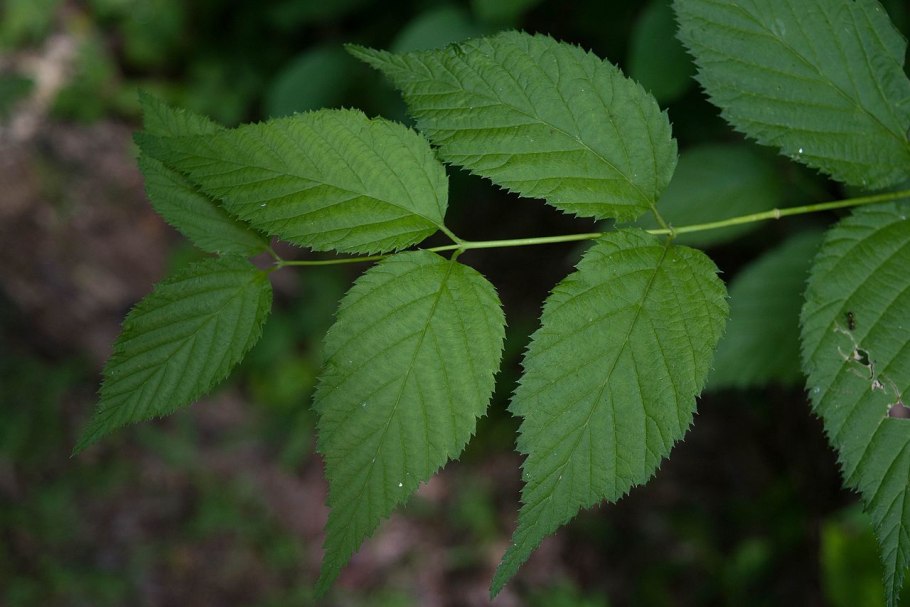 Земляника Fragaria vesca