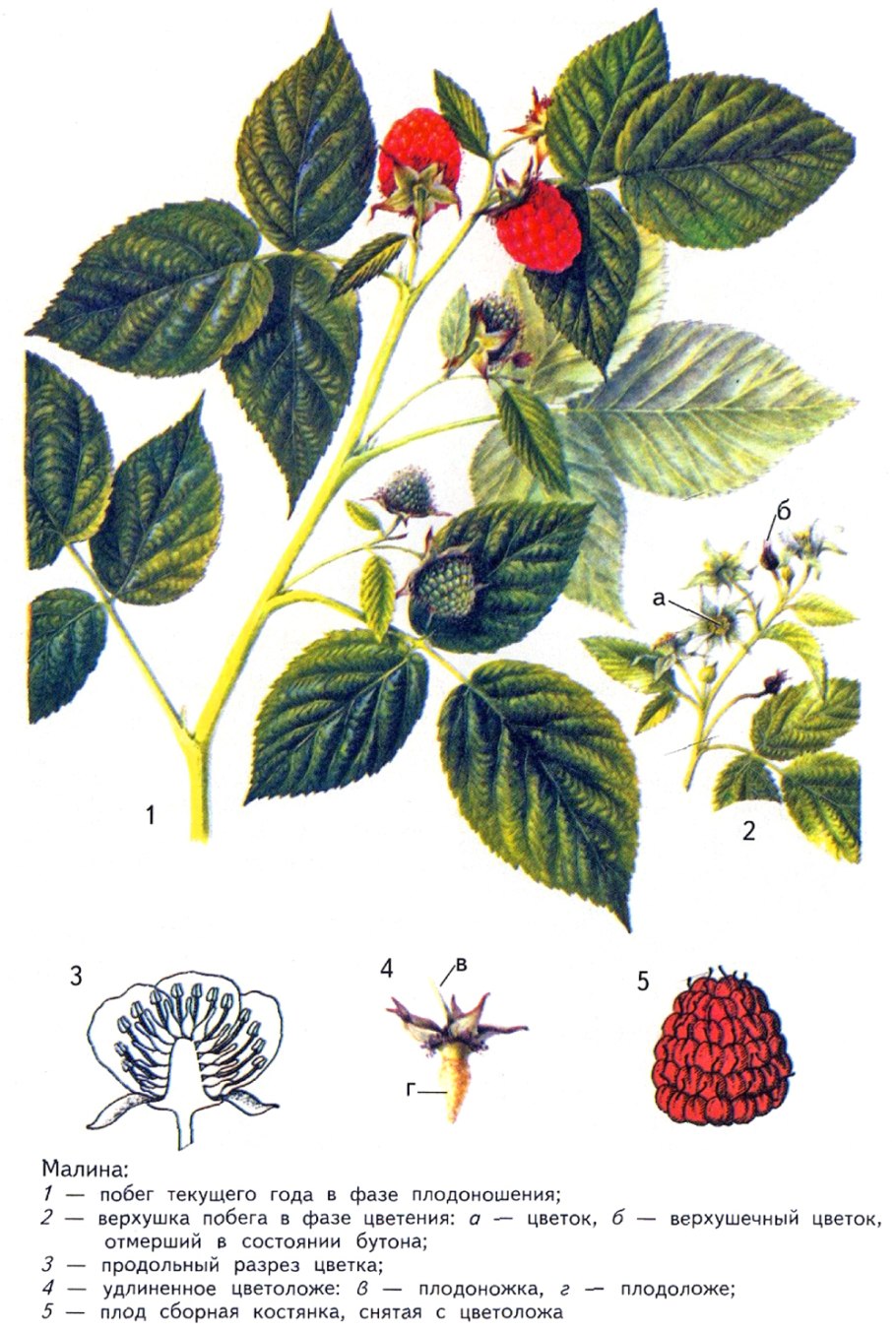 Малина обыкновенная строение