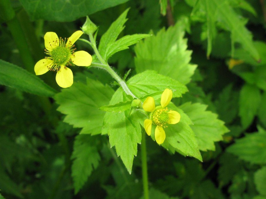 Шиповник мелкоцветковый