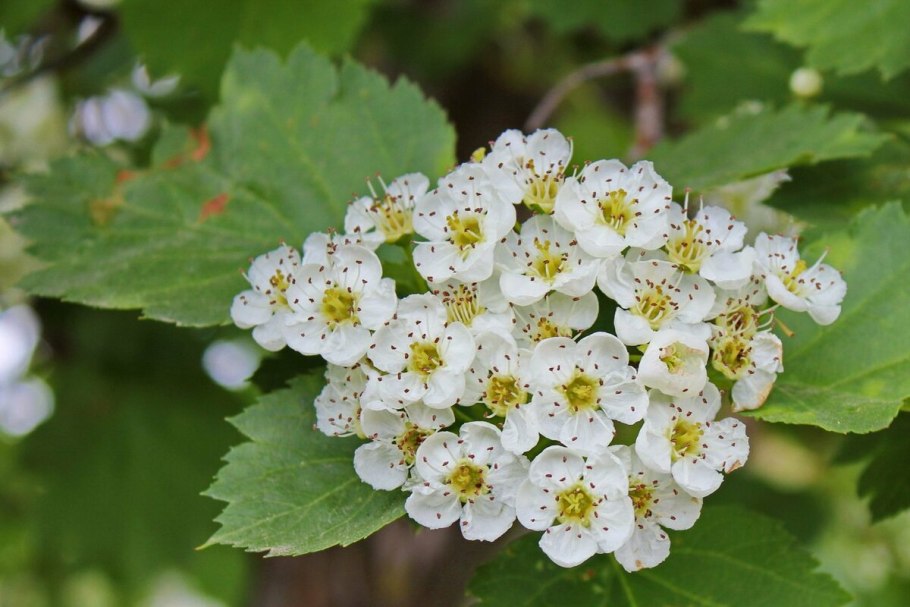 Rubus albiflorus Boulay & Lucand
