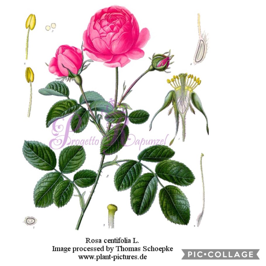 Rosaceae Ботанические иллюстрации