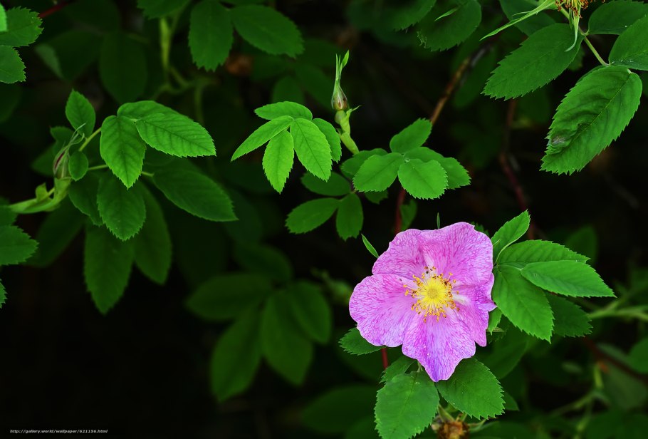 Подсемейство кордиевых (Cordioideae)