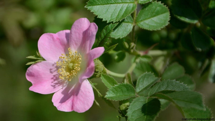 Гравилат городской (Geum urbanum)