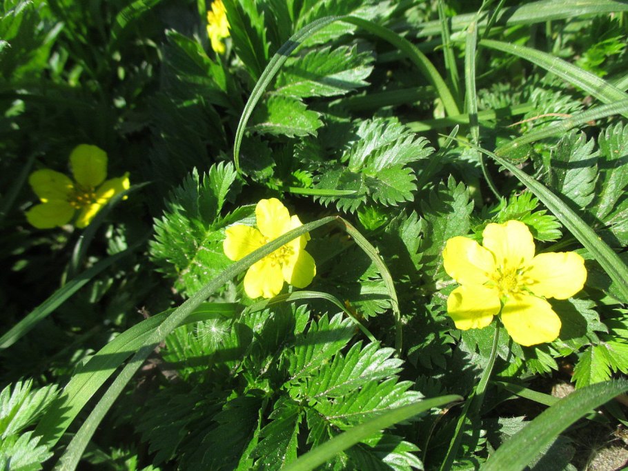 Боярышник семейство Розоцветные