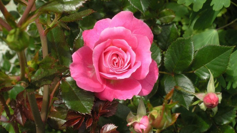 Лапчатка гусиная (Potentilla anserina)