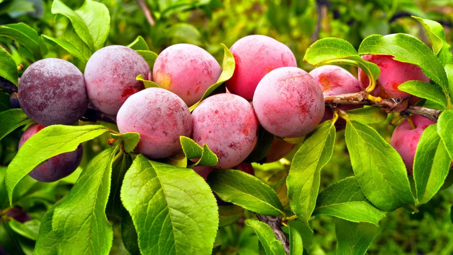 Слива крупноплодная Елисеева